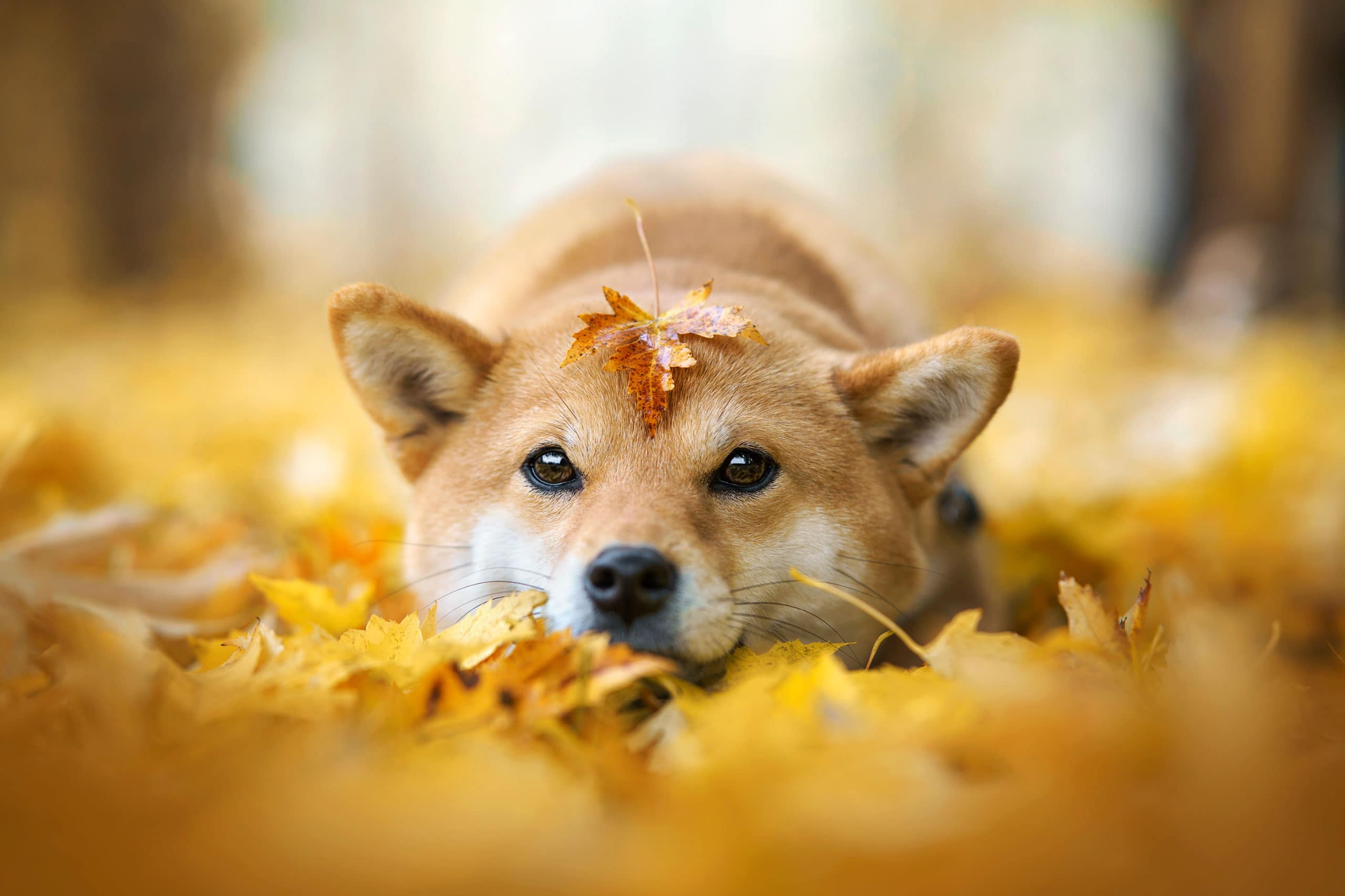 Chien shiba inu couché dans les feuilles et avec une feuille su